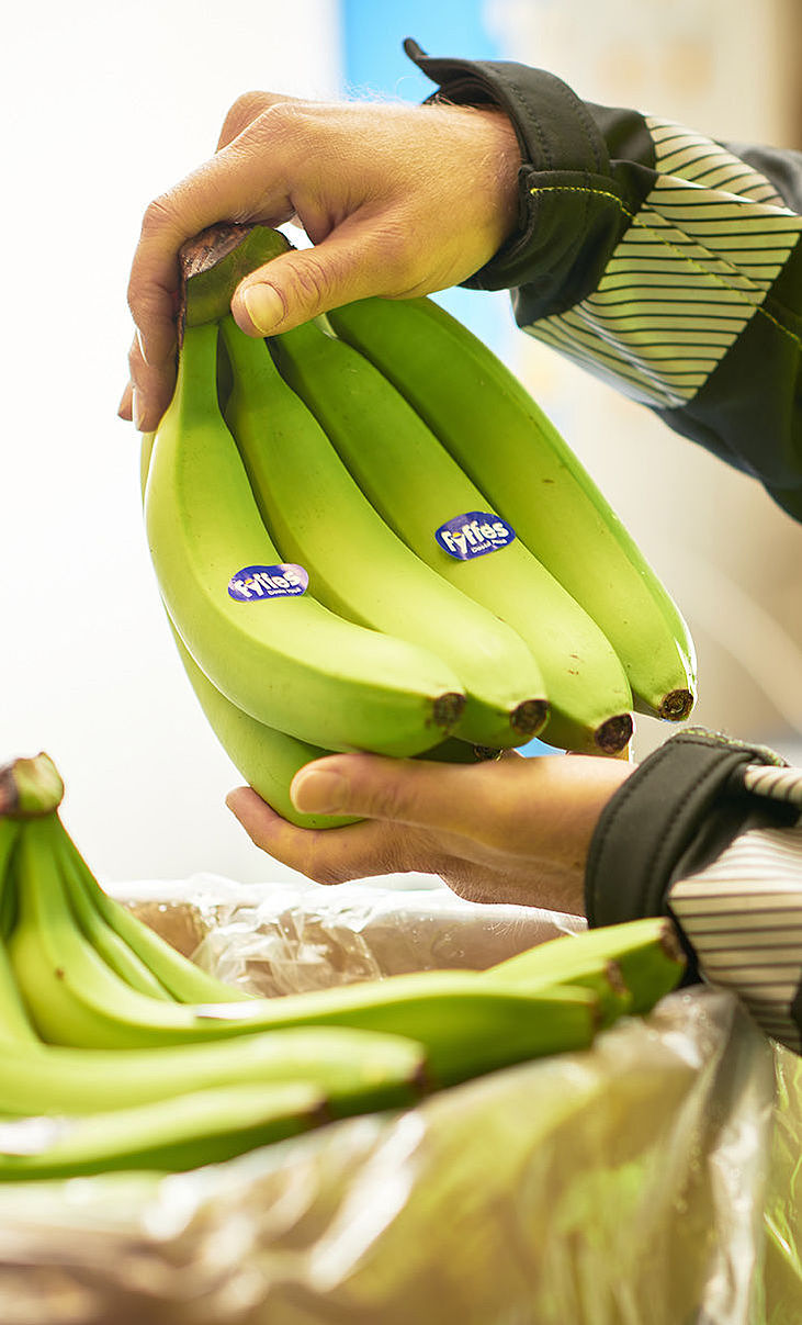 Ein Kühlhausmitarbeiter hält in Bremerhaven eine Staude Bananen in den Händen