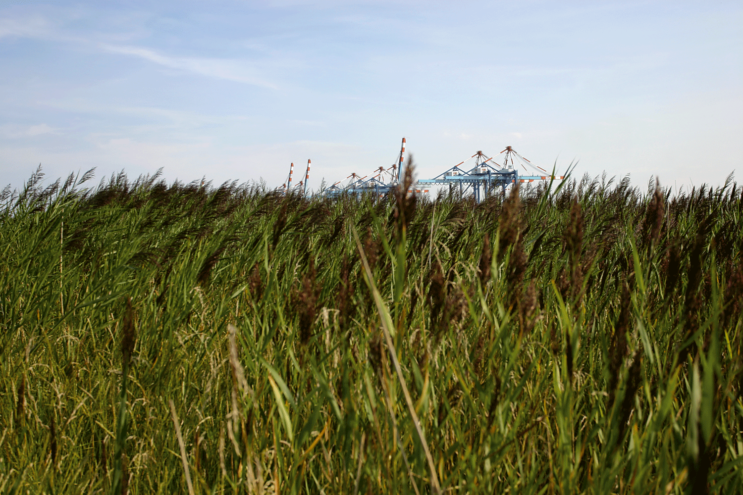 Das Grün des Deiches füllt die untere Bildhälfte. Man sieht auf der Deichspitze noch die Spitzen der Containerbrücken.