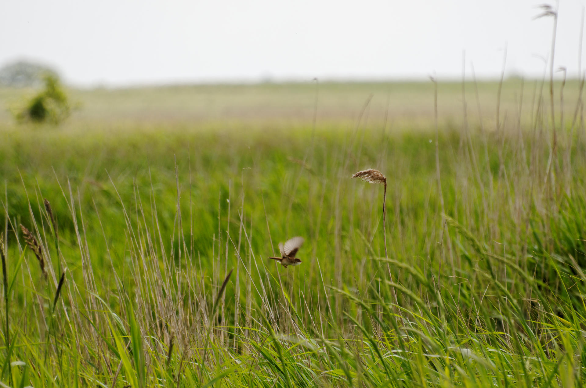 Eine Wiese mit Vogel im Vordergrund